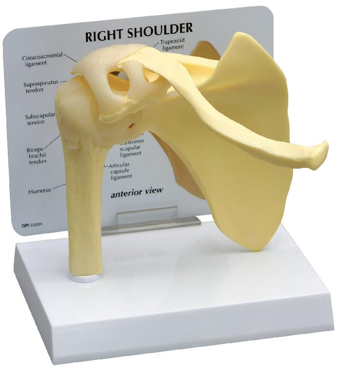 GPI Anatomicals® Shoulder Joint Model