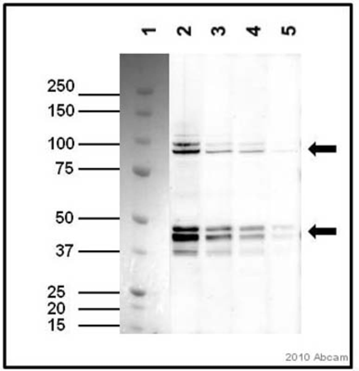 Anti-TAF7 Mouse Monoclonal Antibody [clone: 2C5] | VWR, part of Avantor