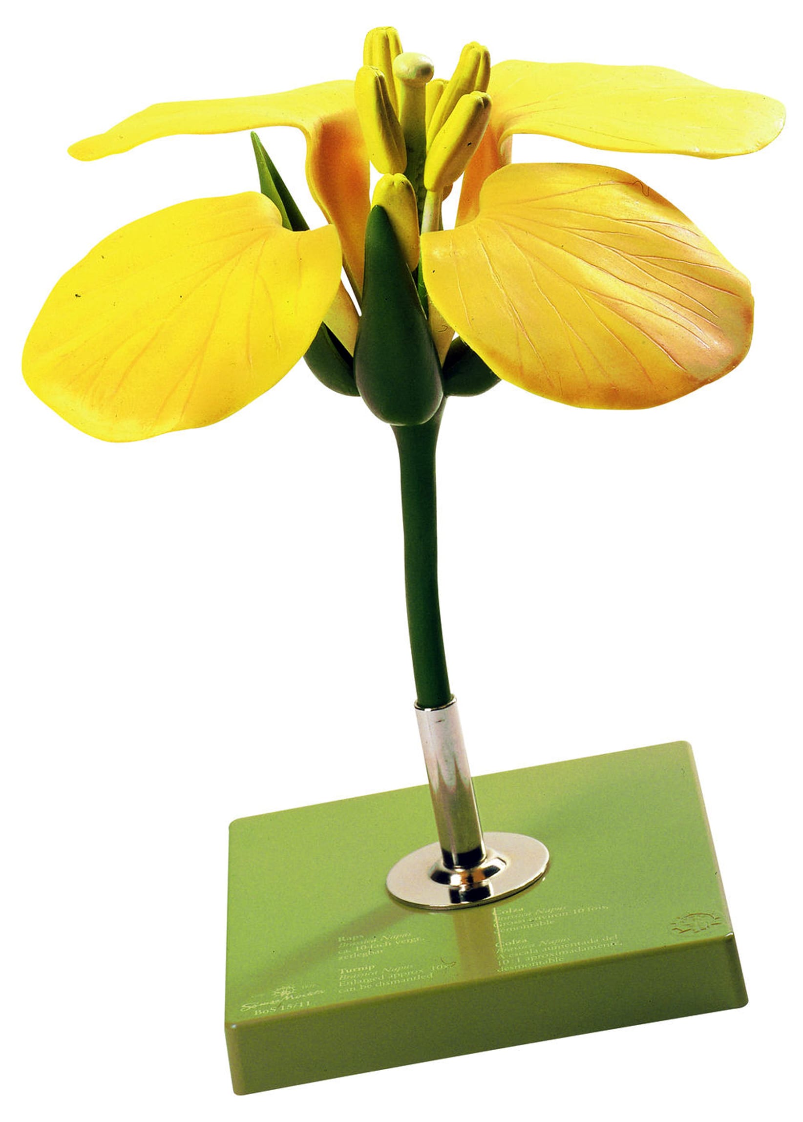 Somso® Rape Flower