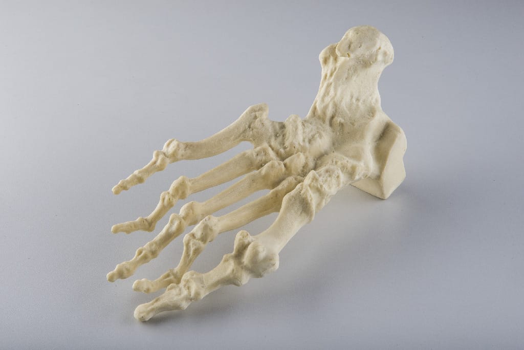 3B Scientific® ORTHOBones