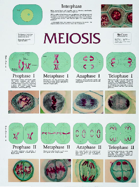 BioCam Cell Structure And Function Charts
