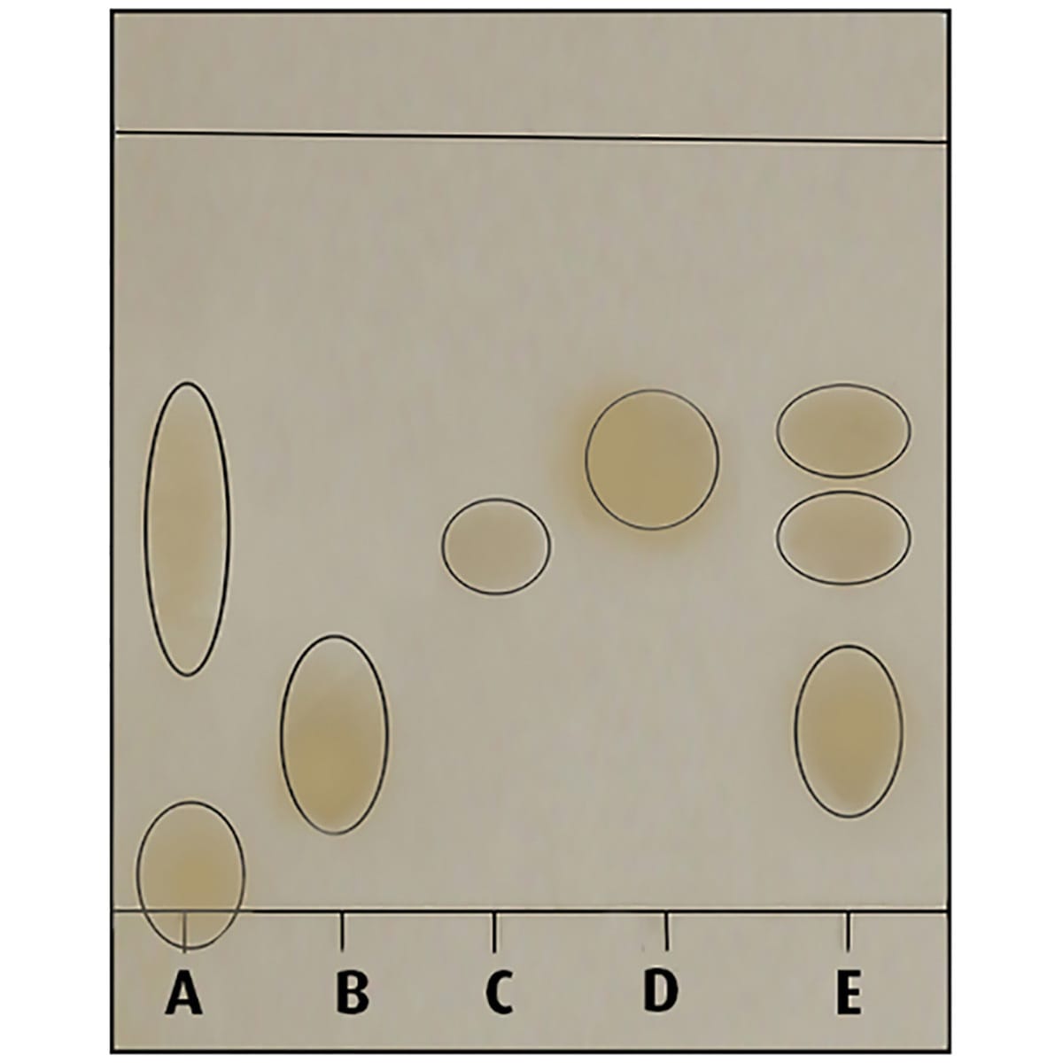 Edvotek Scents and Sense-Ability
