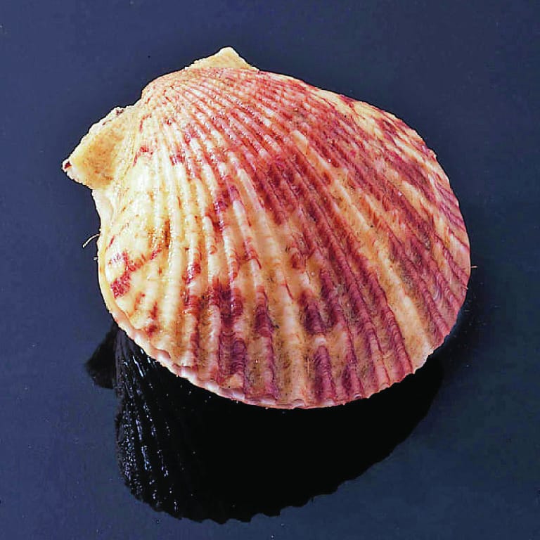 Scallop