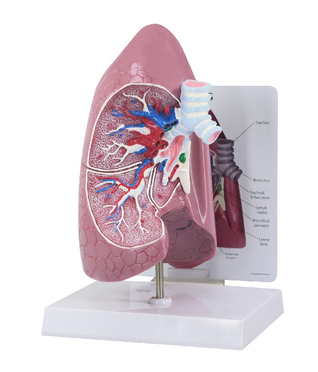 GPI Anatomicals® Basic Lung Model