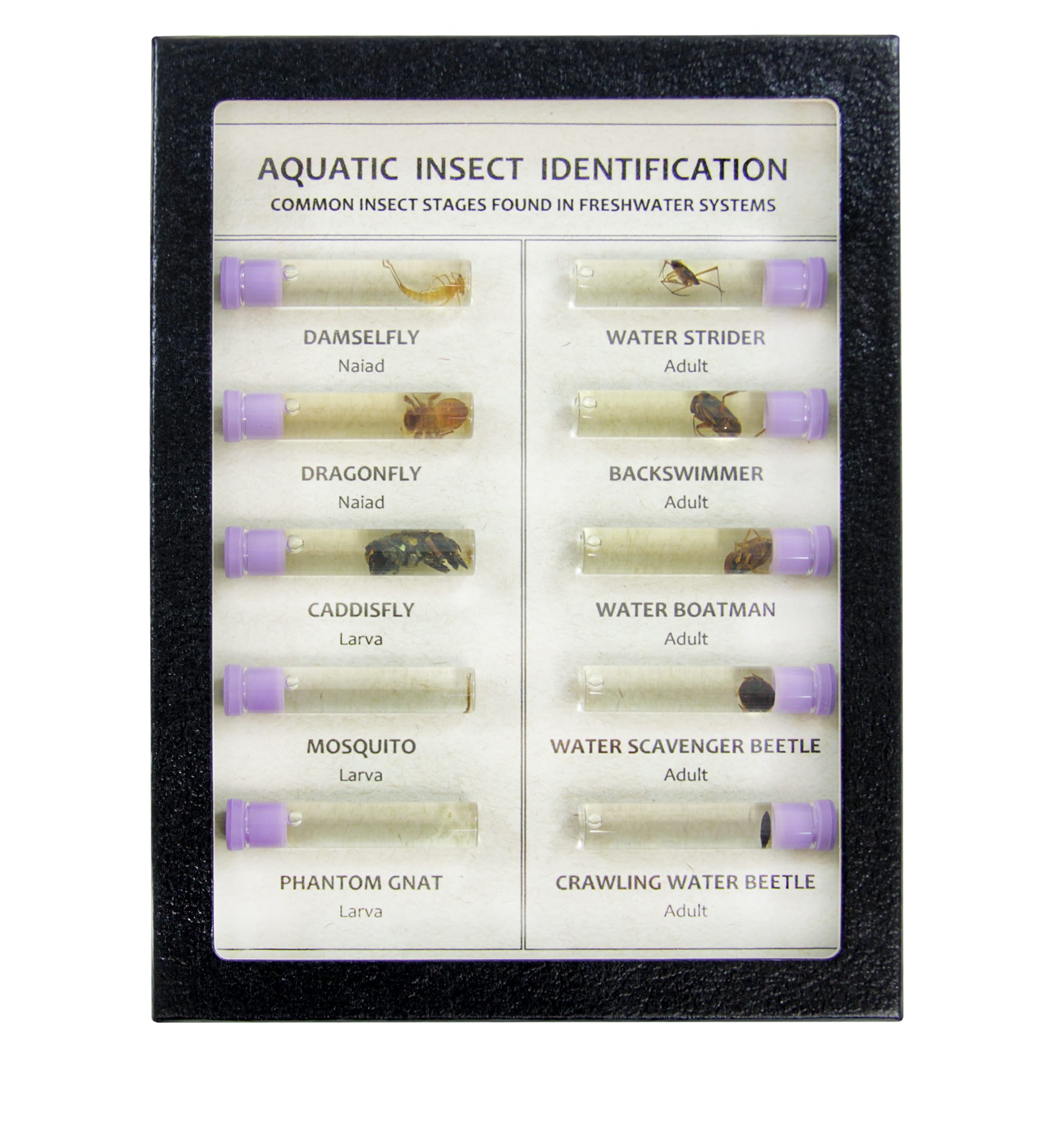 Aquatic Insects Riker Mount R288