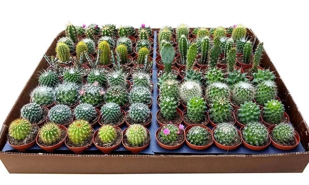 Ward's® Cacti