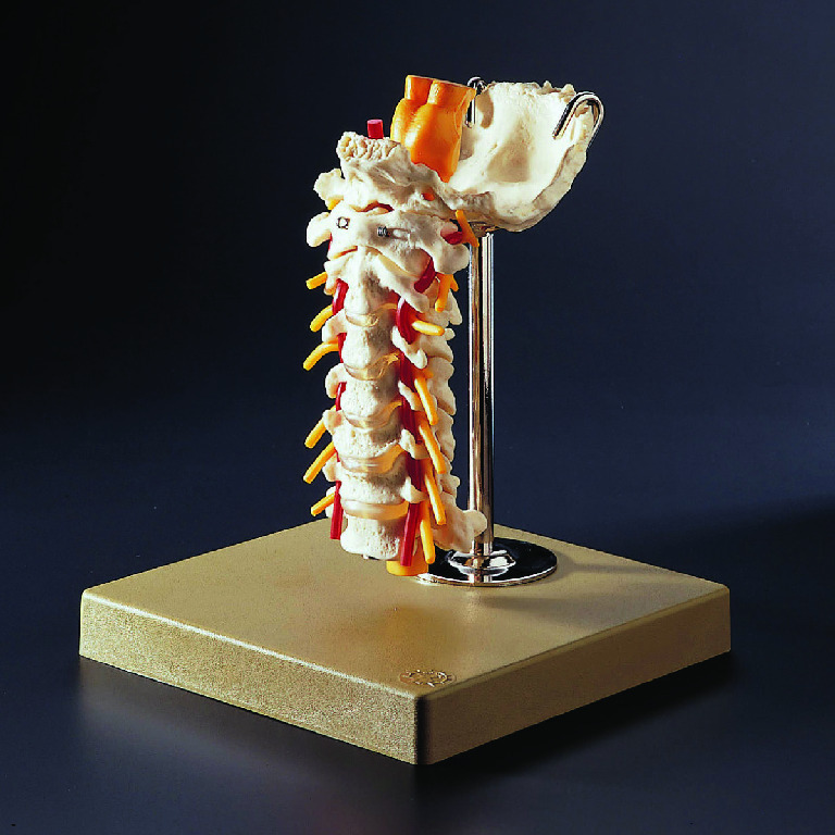 Somso® Neck Vertebrae