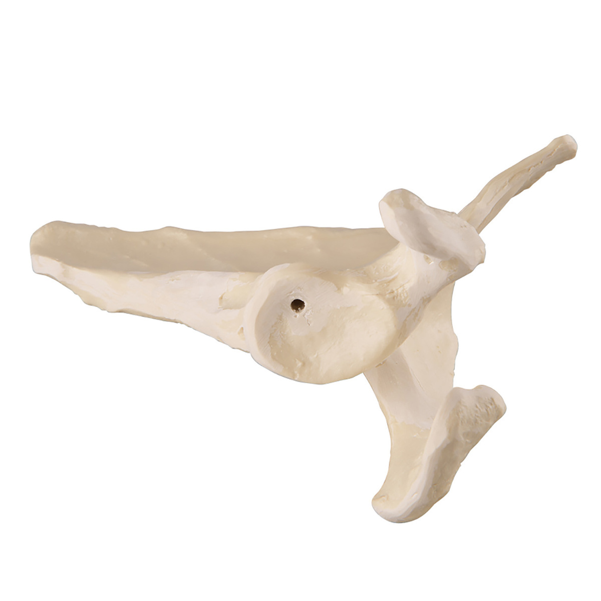 3B Scientific® ORTHOBones
