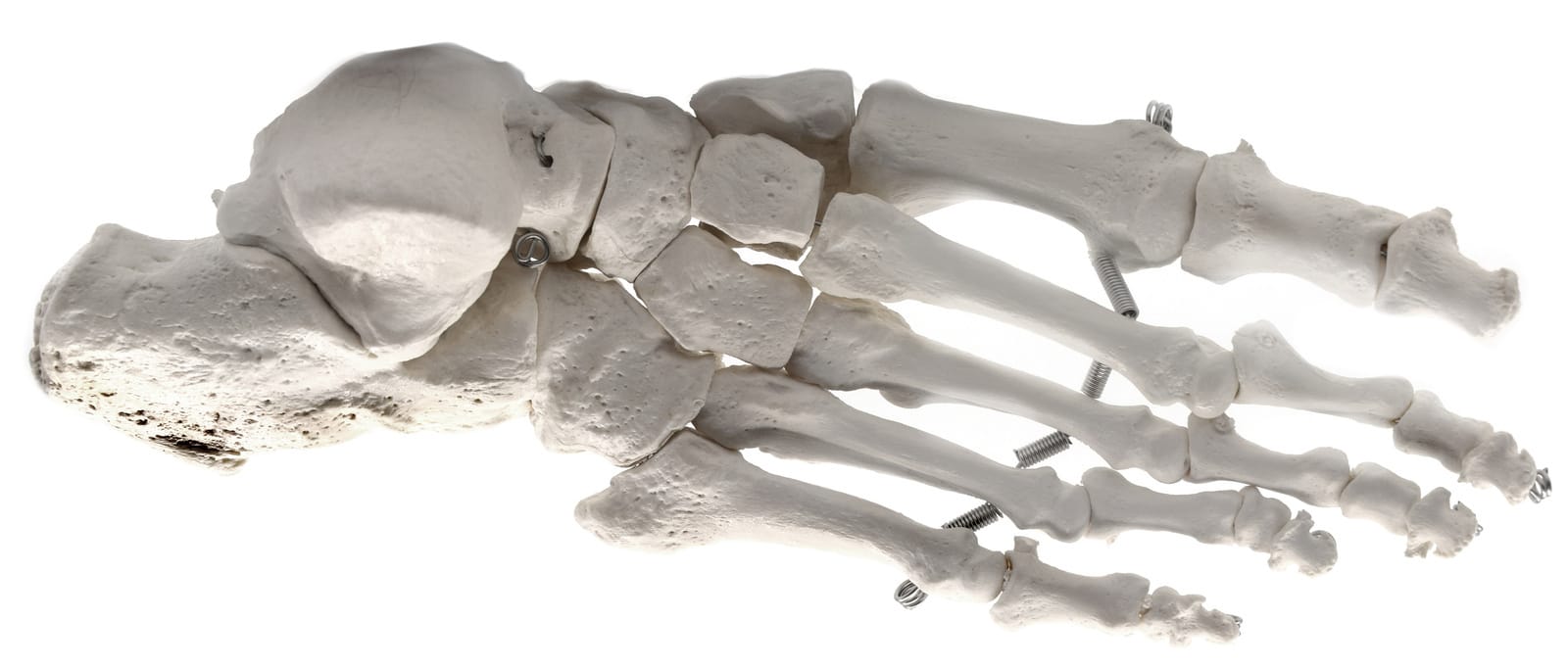 Eisco® Individual Bones
