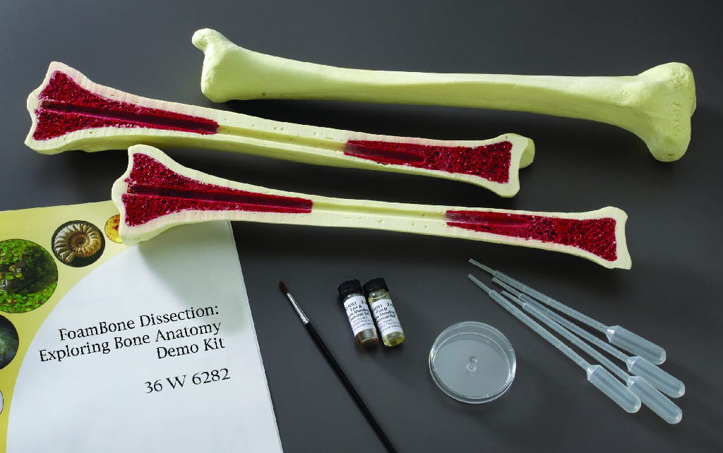 Ward's® FoamBone Dissection: Exploring Bone Anatomy Demo Kit