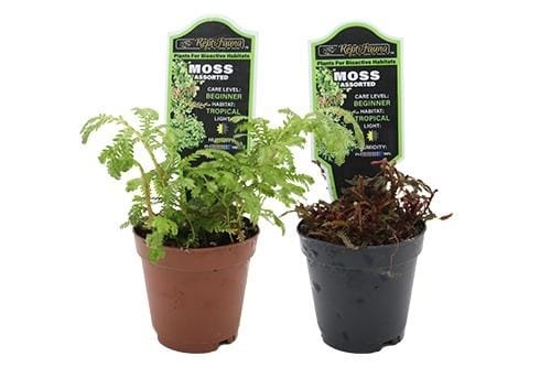 ReptiFauna Bioactive Plants