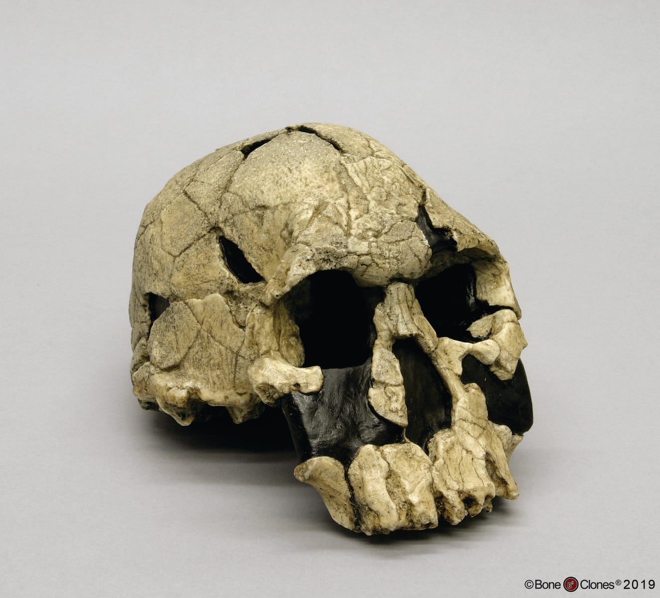 Bone Clones® Hominids Skull Series