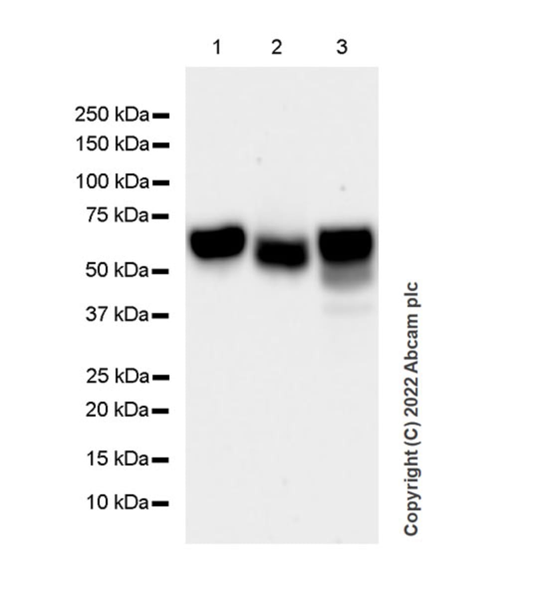 Anti-SRP1 Rabbit Monoclonal Antibody [clone: EPR26346-53] | VWR, part ...