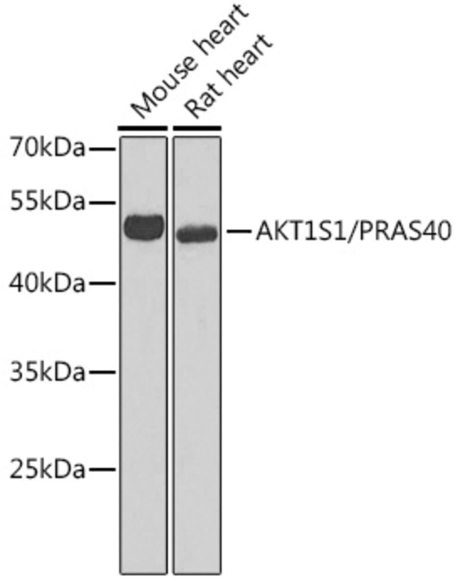 Anti-PRAS40 Rabbit Polyclonal Antibody | VWR, part of Avantor