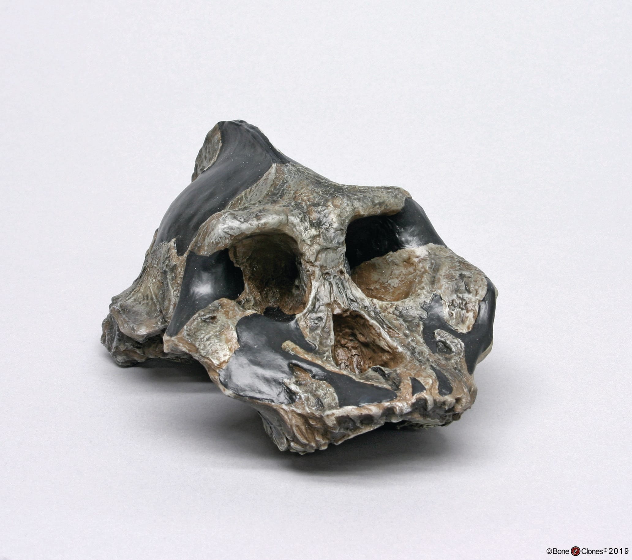 Bone Clones® Hominids Skull Series