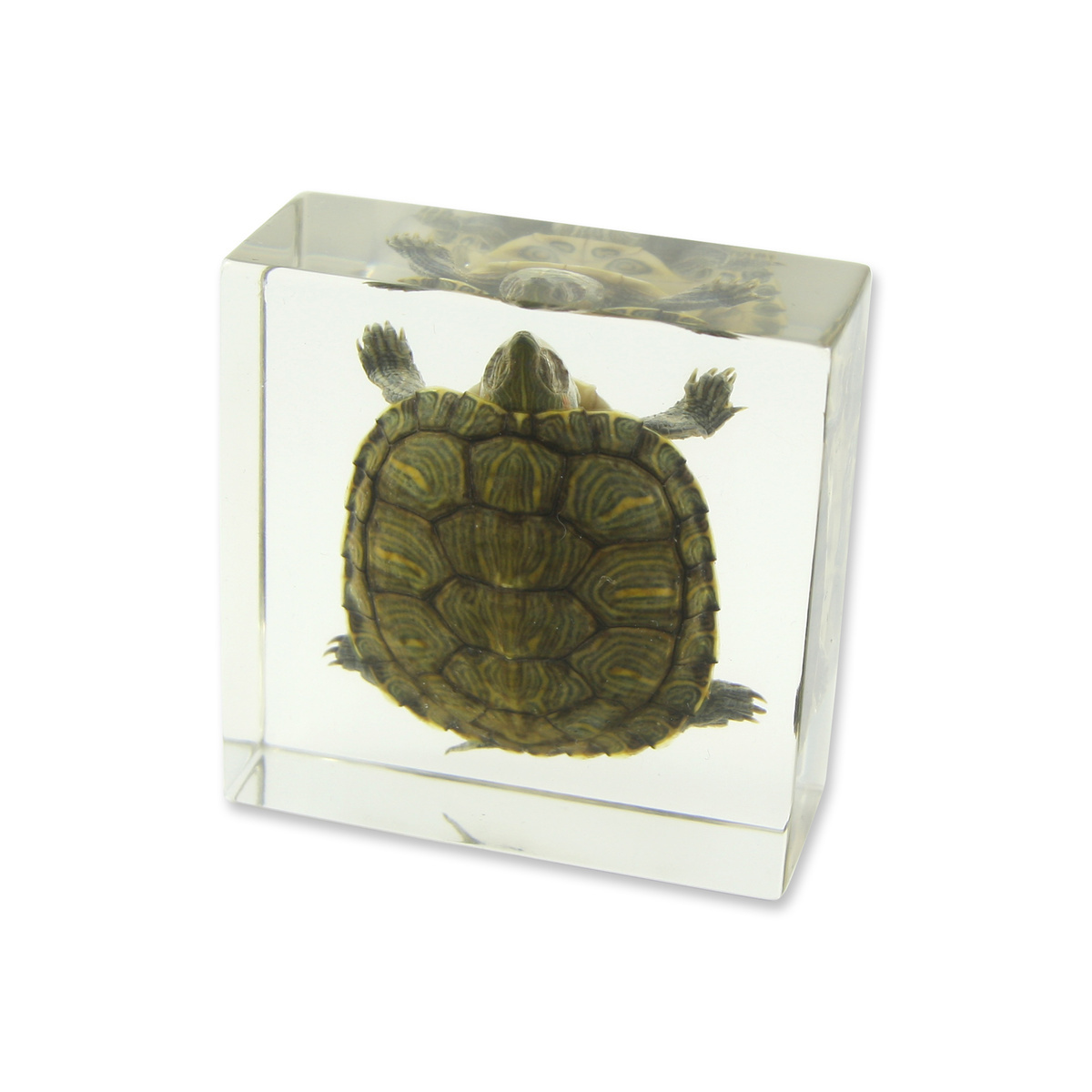 Turtle, ED Speldy East Co. Ltd.