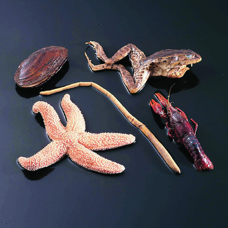Ward's® Five-Phyla Animal Survey Set