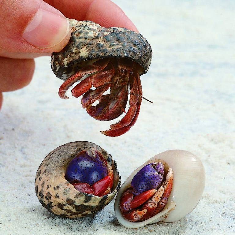 Ward's® Live Terrestrial Hermit Crab (Cenobita sp.)