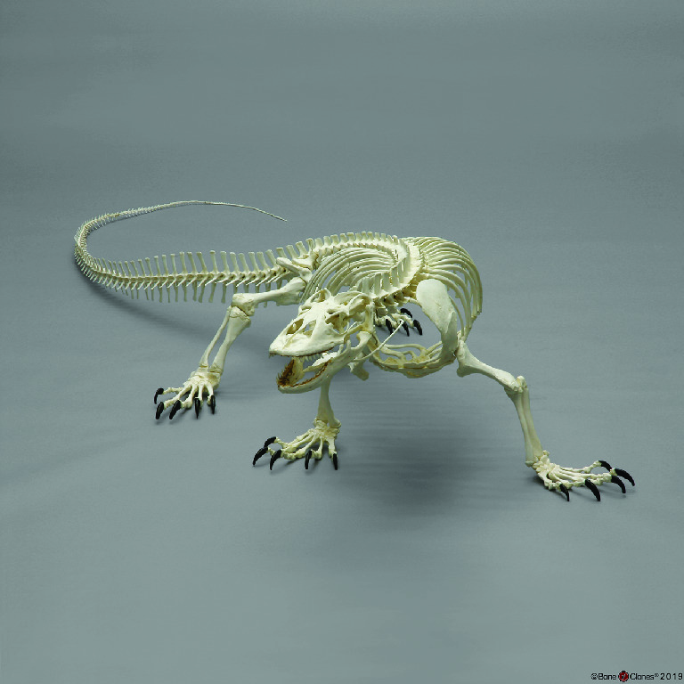 BoneClones® Komodo Dragon Skeleton