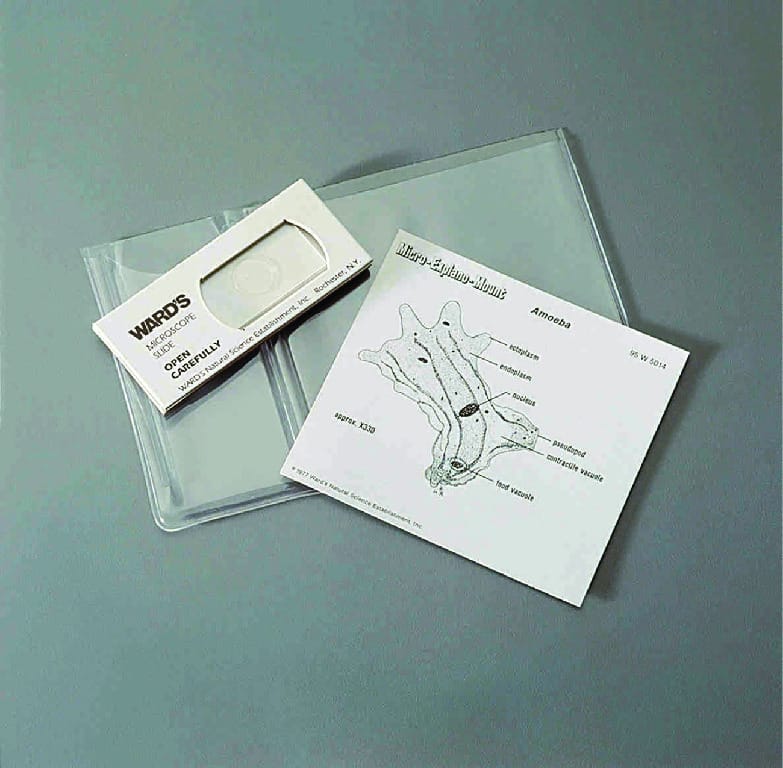 Amoeba Proteus Routine Slide, Explano-Mount™