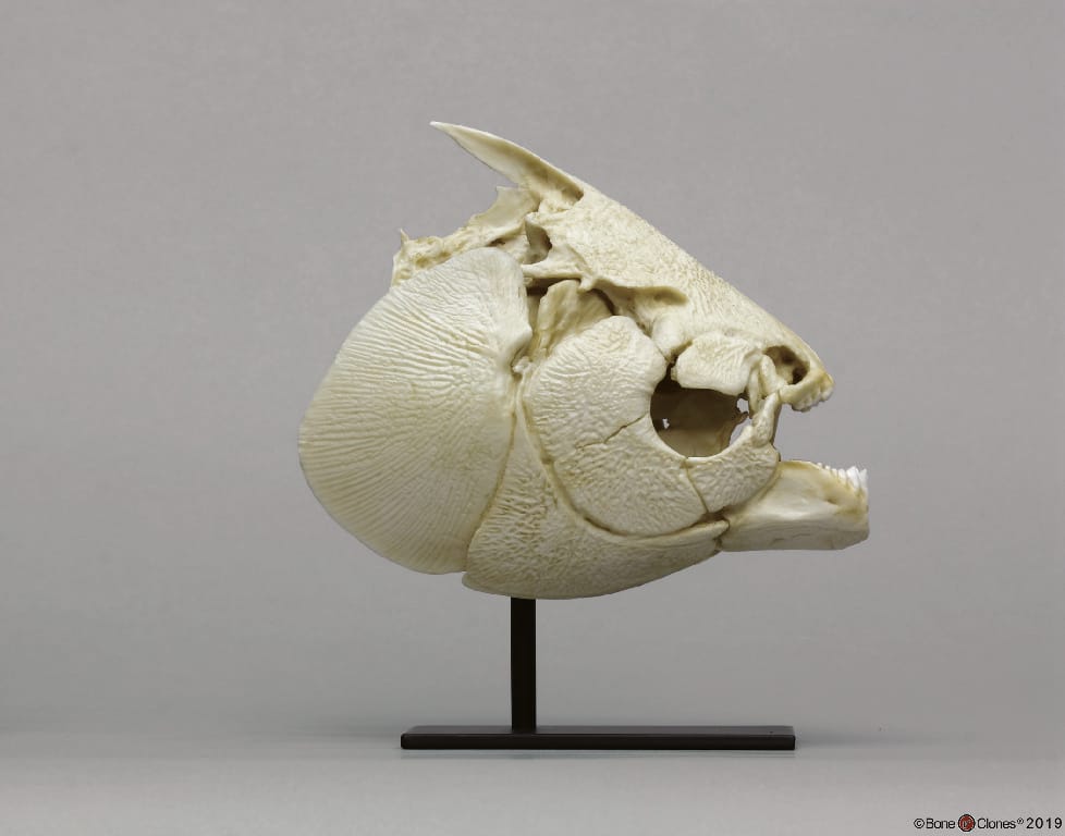 BoneClones® Animal Skulls and Jaws, Aquatic