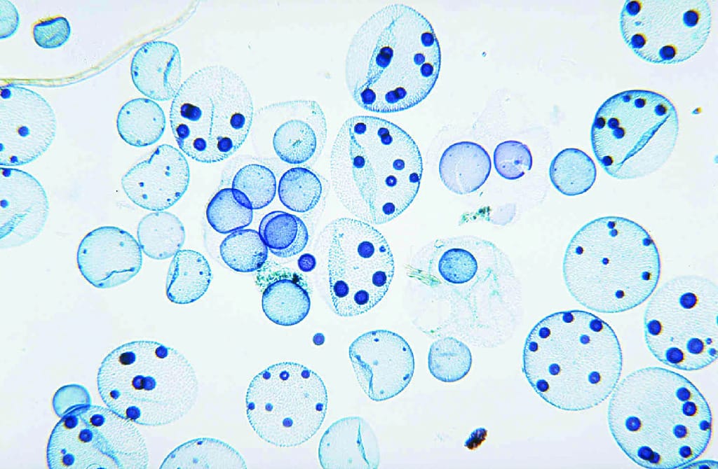 Volvox, Asexual Reproduction