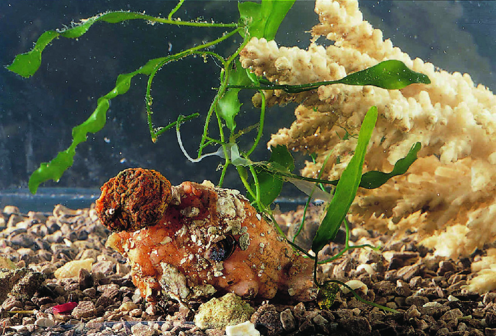 Ward's® Live Sea Peach (Halocynthia pyriformis)