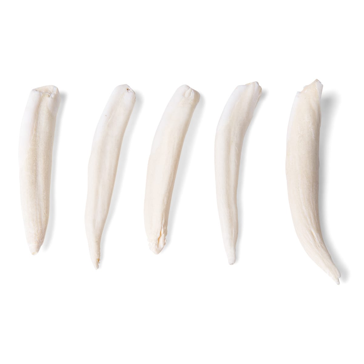 Mammal Bone Comparisons