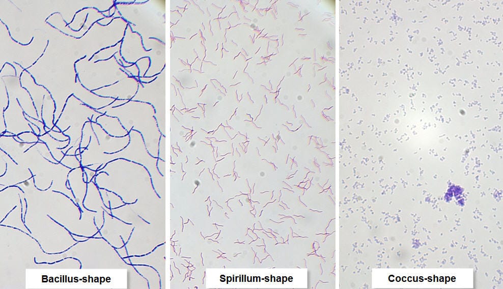 Bacteria Forms, Separate Smears Explano-Mount™