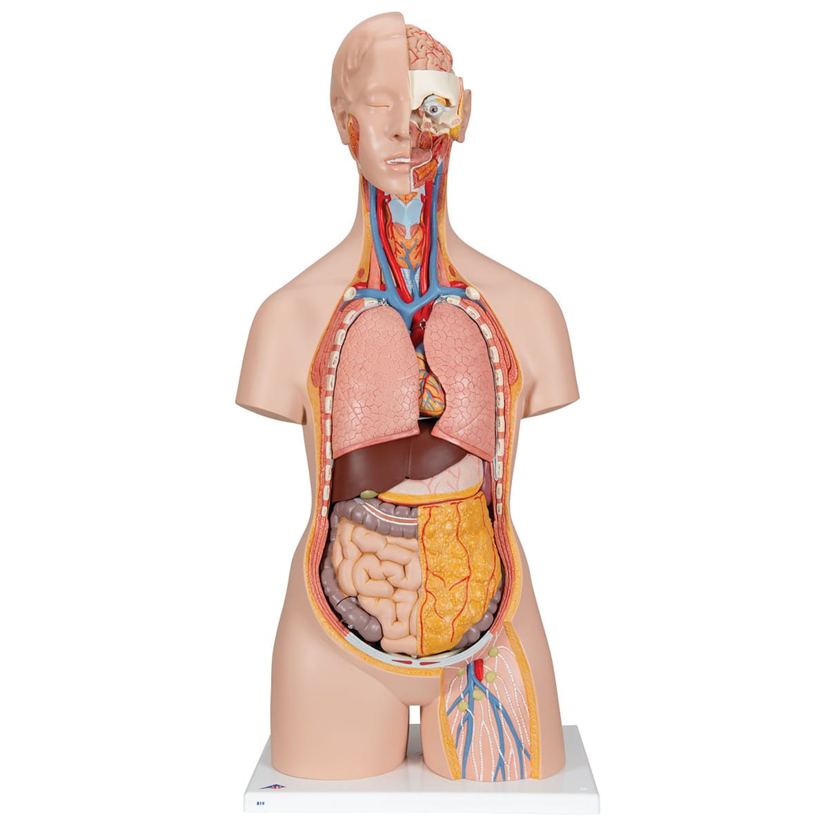 3B Scientific® Open-Back Torso Model