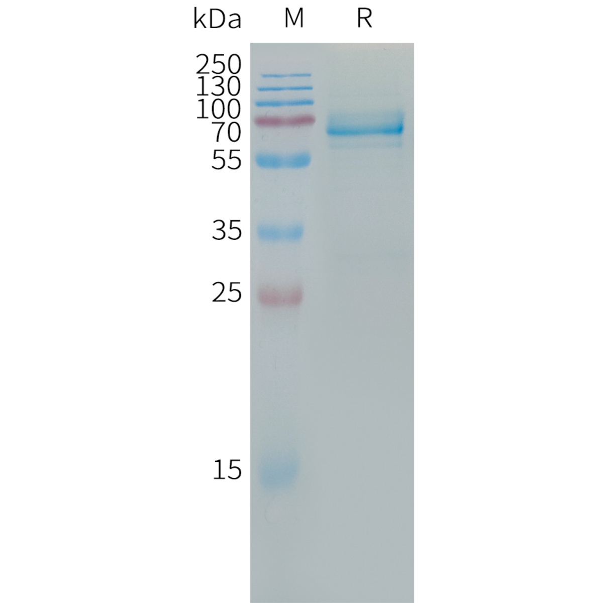 Human Recombinant ILT-3 (from HEK293 Cells) | VWR, part of Avantor