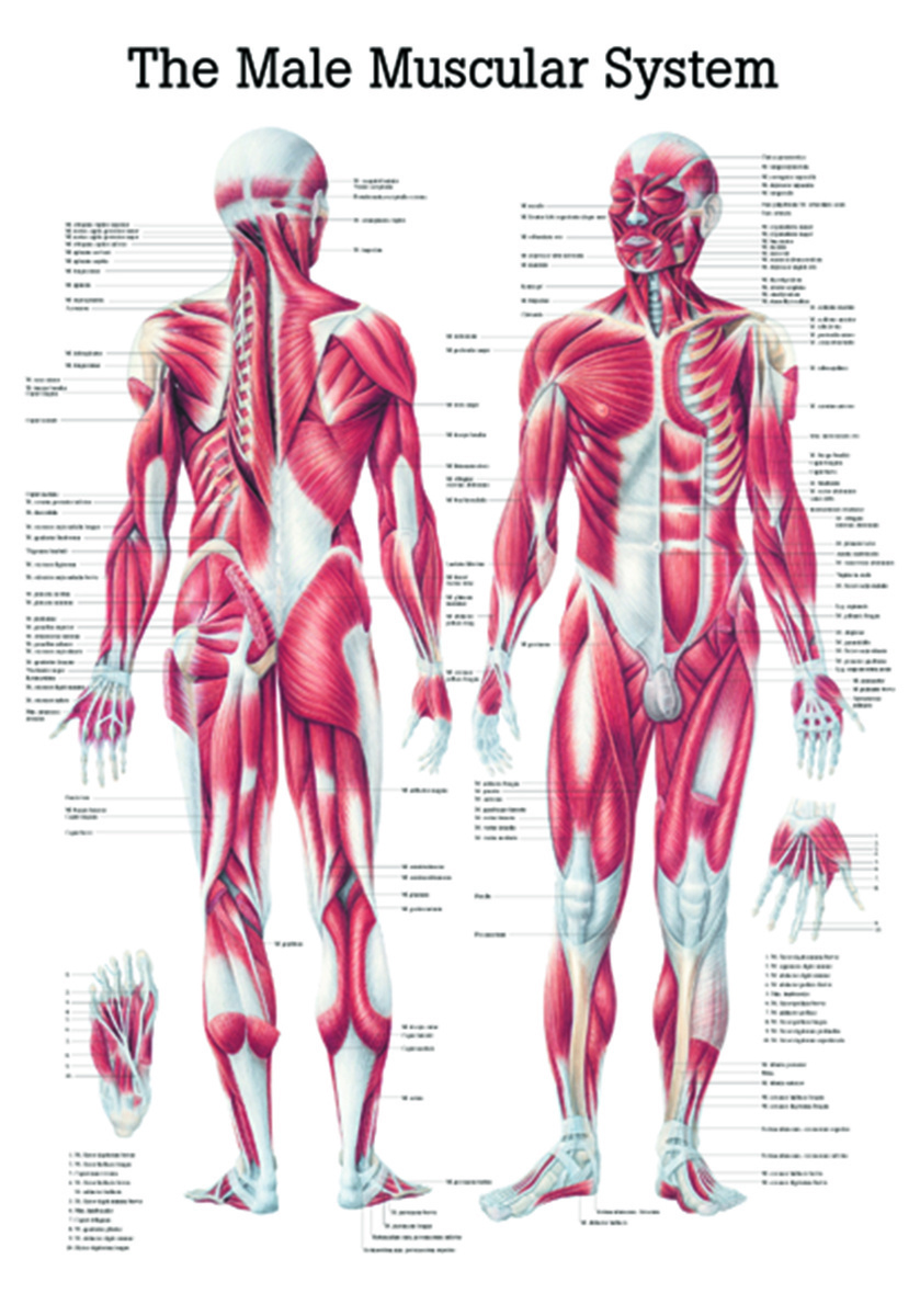 Rudiger Human Systems Charts