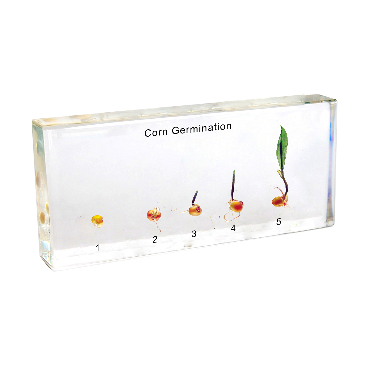Corn Germination Plastomount