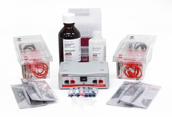 Ward's® Basic Electrophoresis Bundles