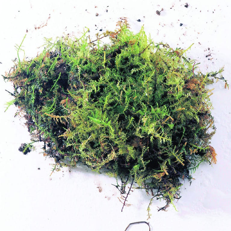 Woodland Moss