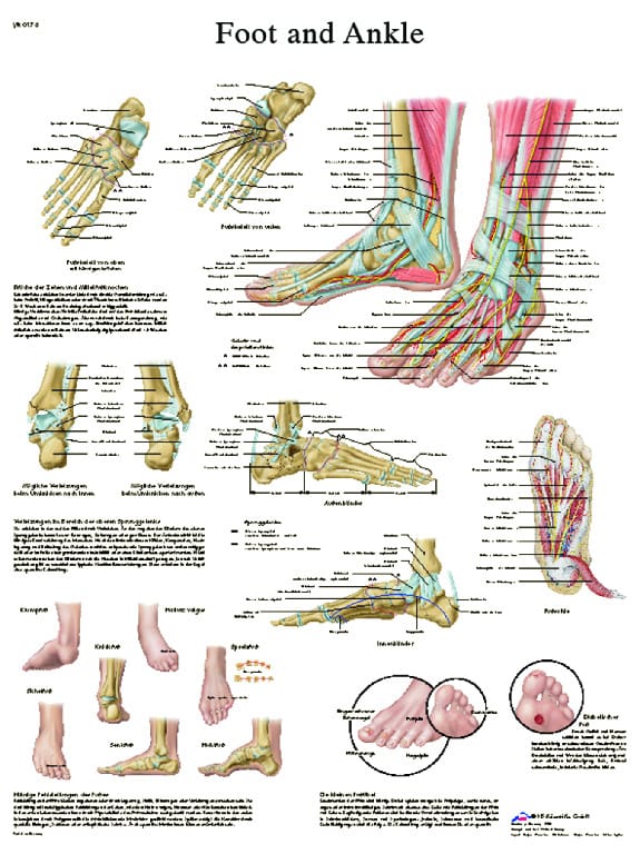 3B Scientific® Foot And Ankle Chart
