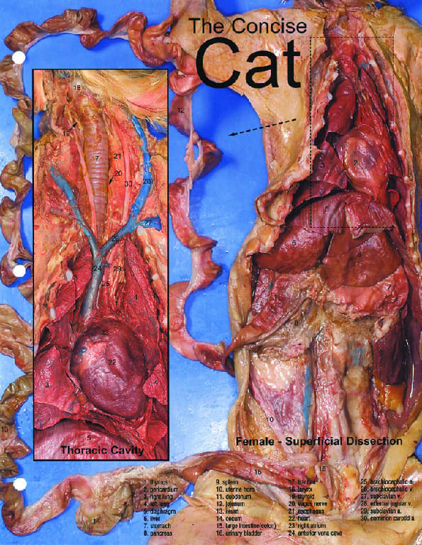 Biocam Concise Photographic Dissection Guides