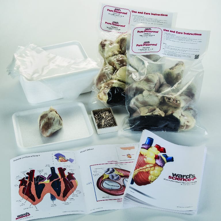 Ward's® Pure Preserved™ Sheep Heart Dissection Kit