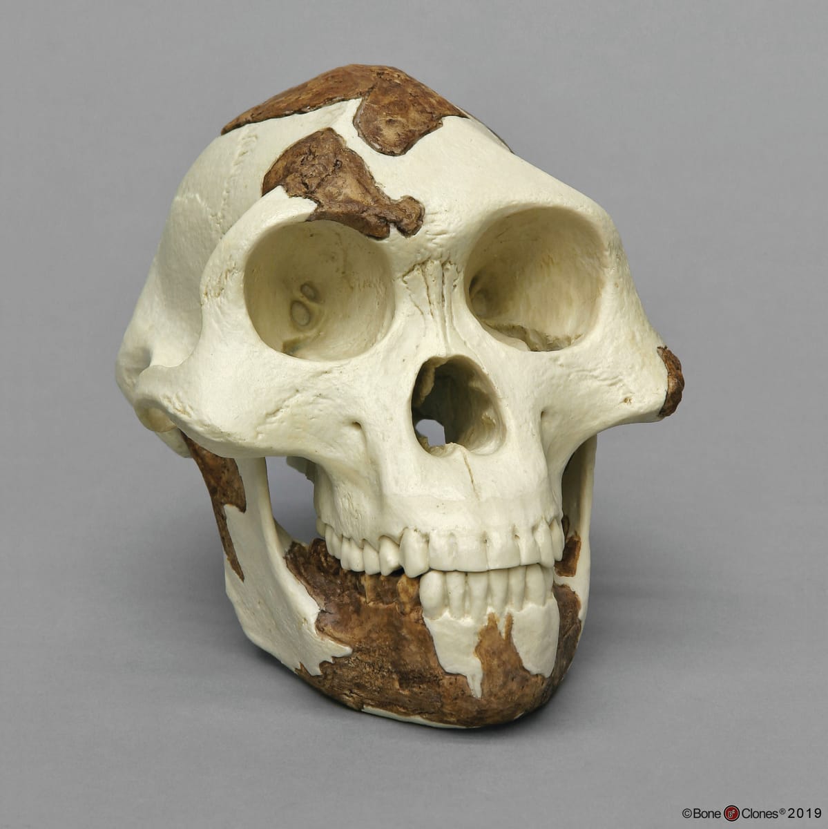 Bone Clones® Australopithecus afarensis Skulls 'Lucy'