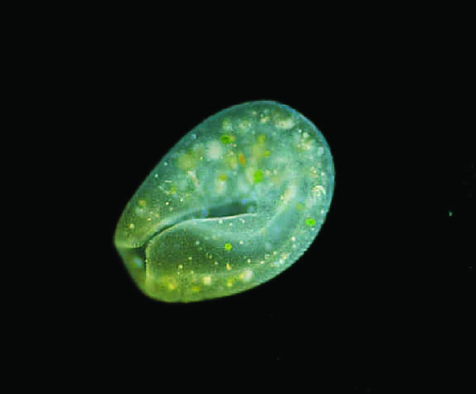 Ward's®  Live Bursaria truncatella Culture