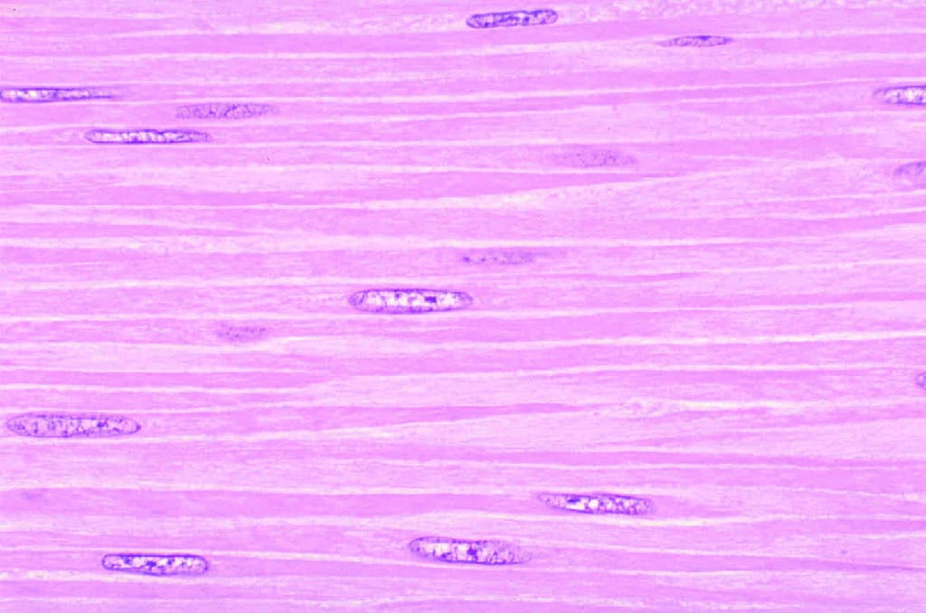Smooth Muscle, Thin Section Slide
