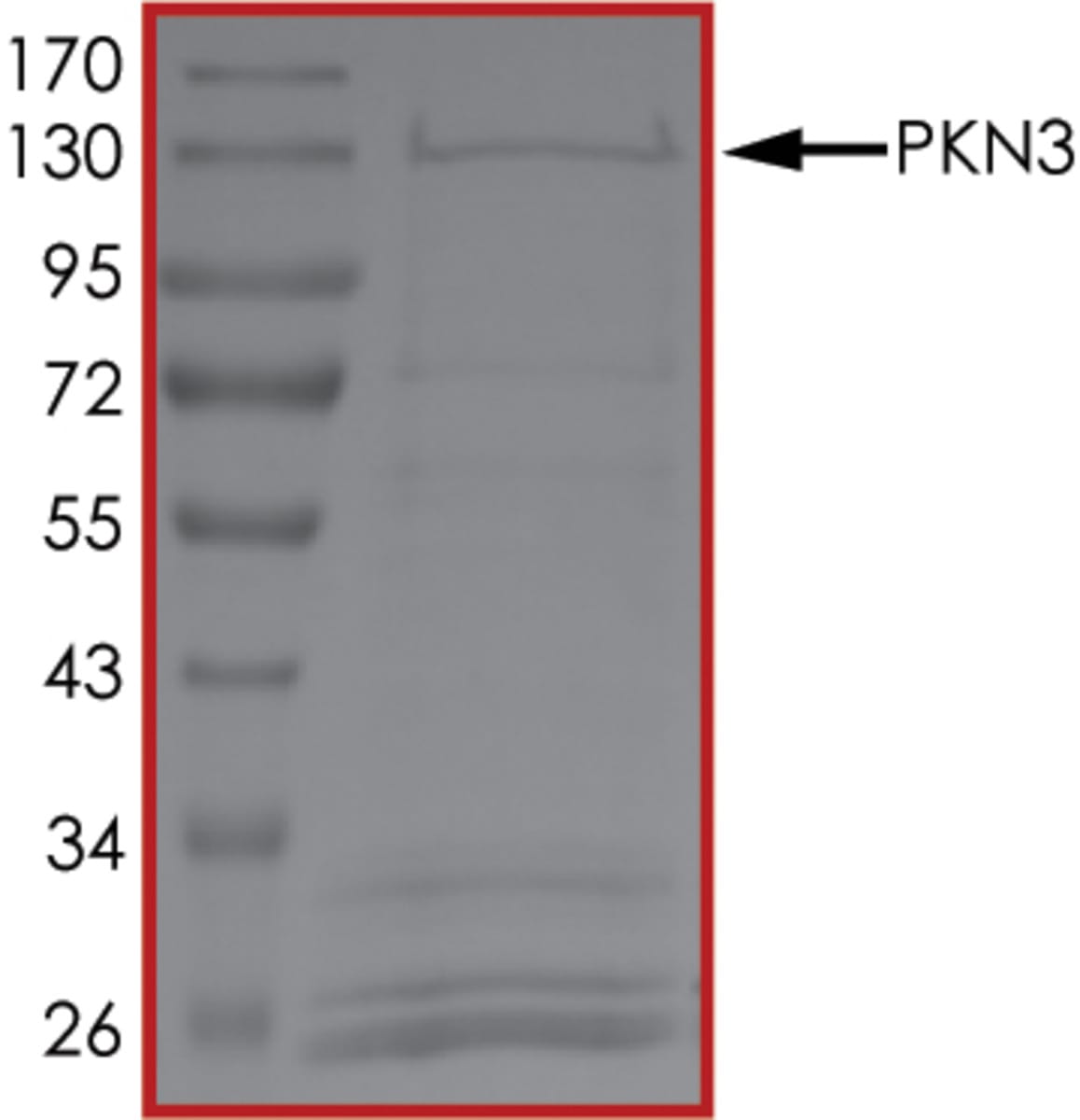 Human Recombinant PKN3 (from Baculovirus (Sf9 Insect cells)) | VWR ...