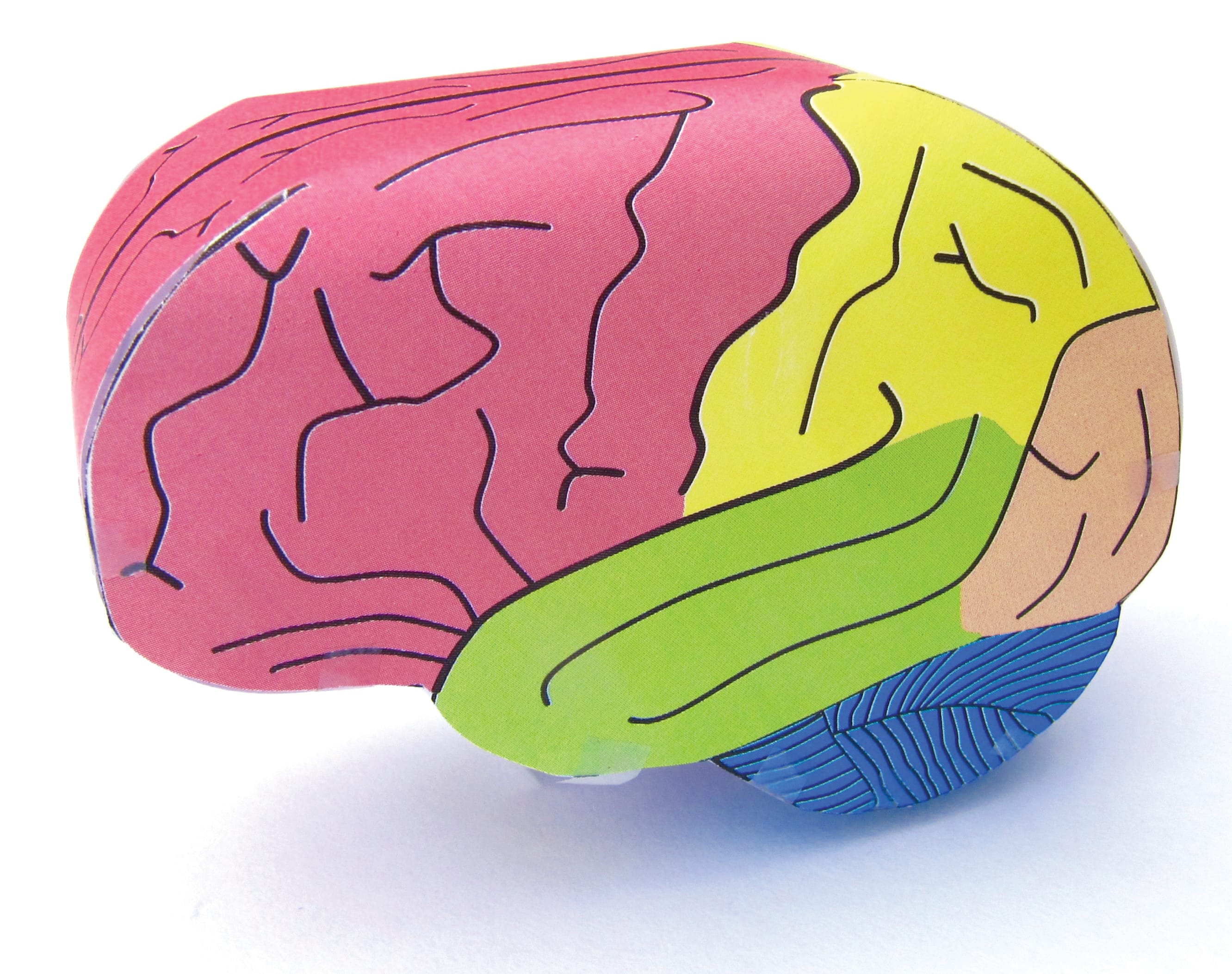 Human Anatomy 3D Models