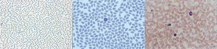 Ward's® Blood Comparison Set