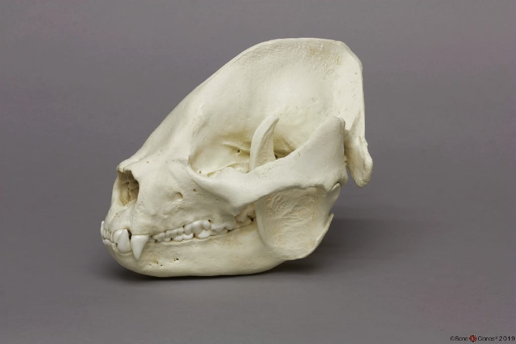 BoneClones® Animal Skulls, Mammals