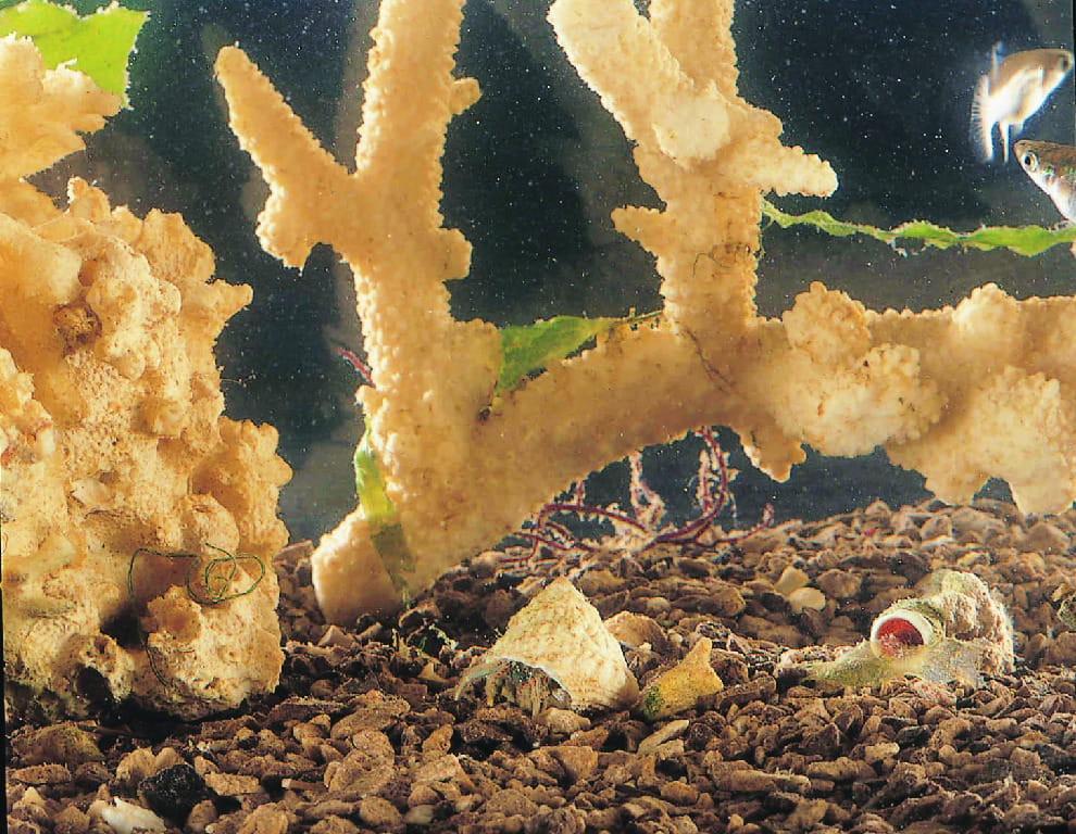 Ward's® Live Marine Hermit Crabs (Pagurus sp.)