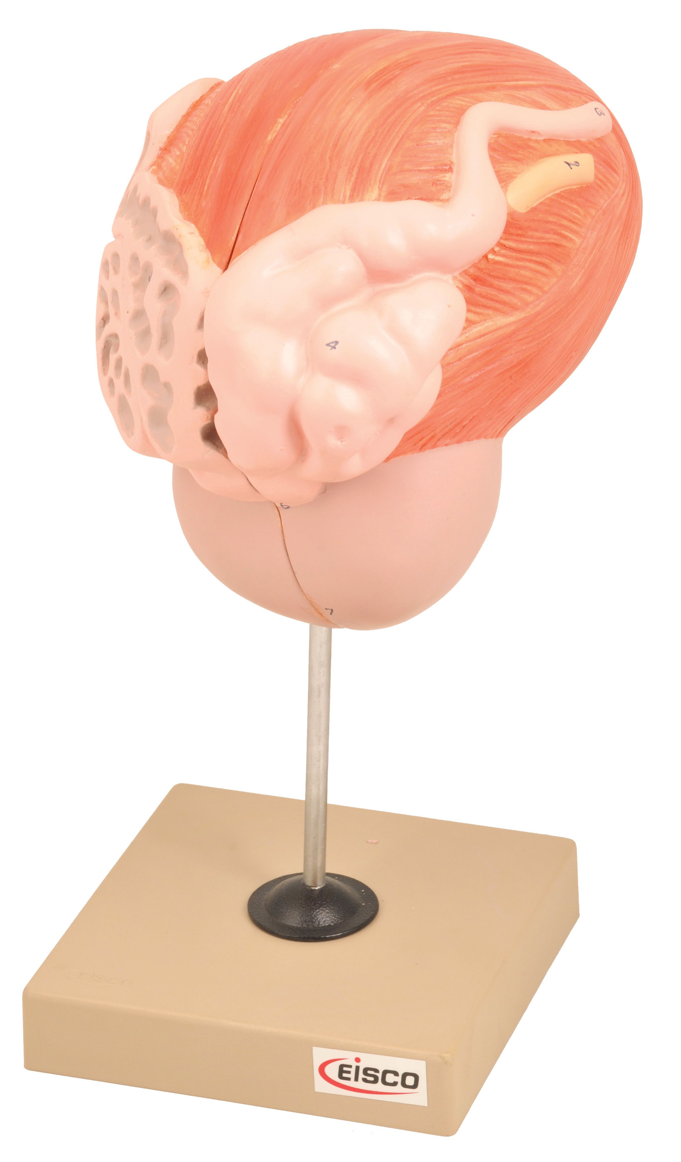 Eisco® Urinary Bladder with Prostate Model