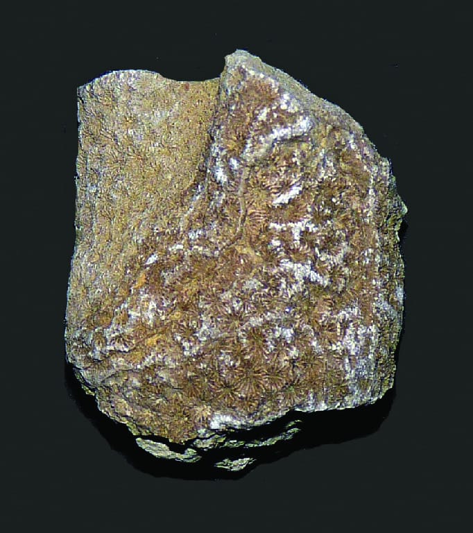 Astrocoenia hyatti (Jurassic)