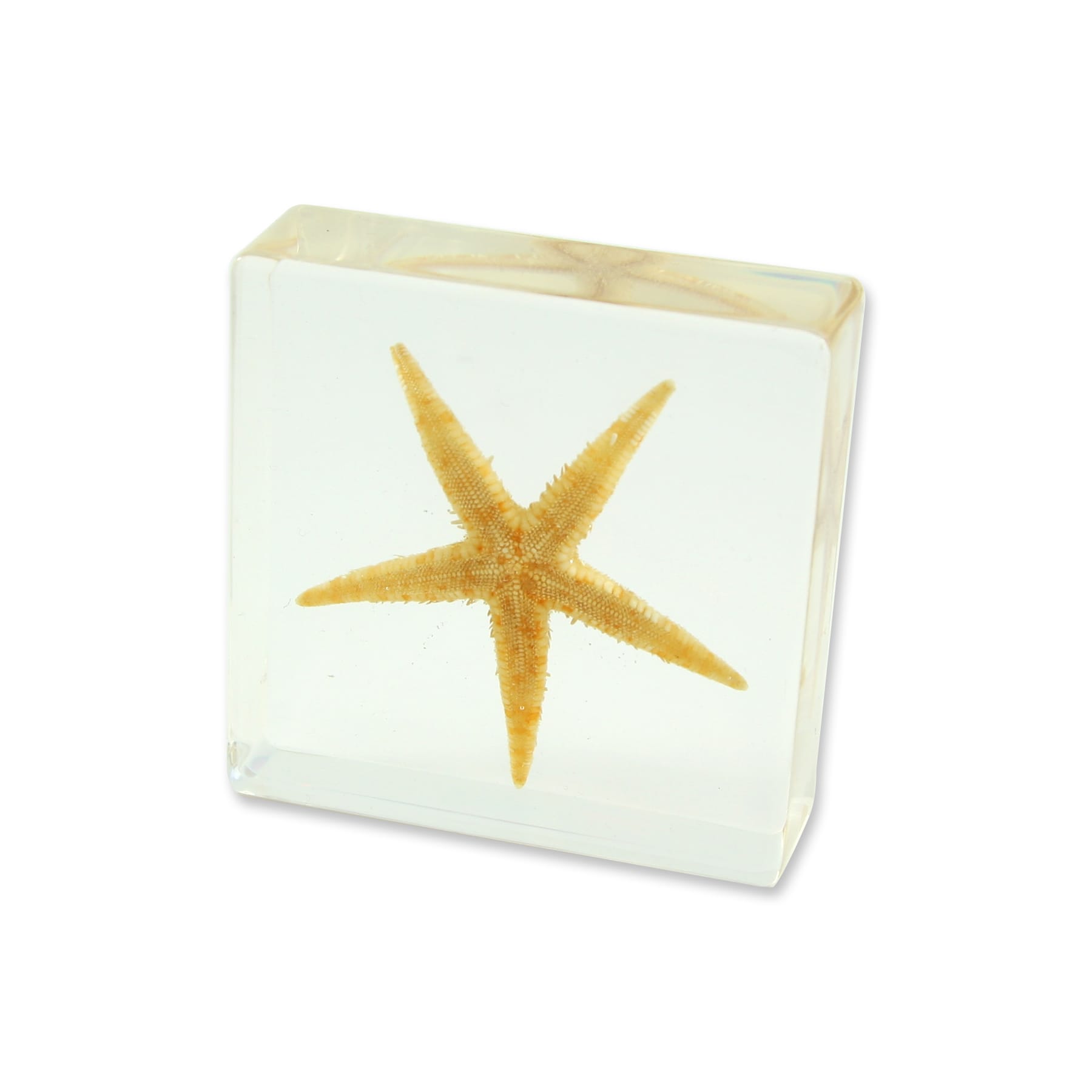 Starfish Plastomount