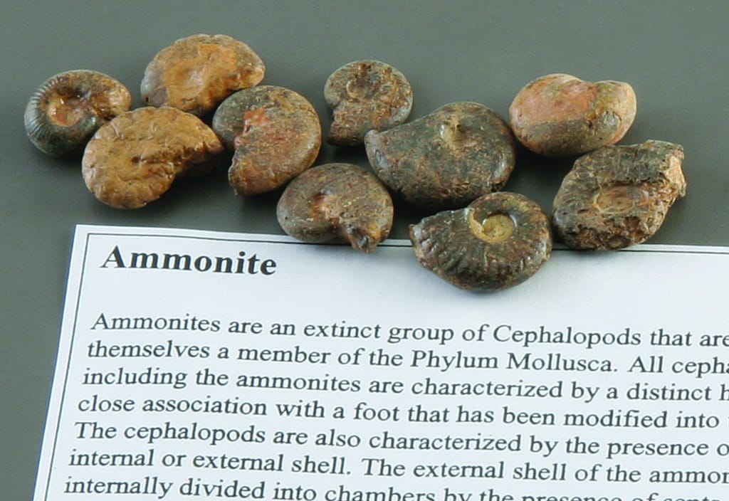 Ammonite Fossil Study Pack